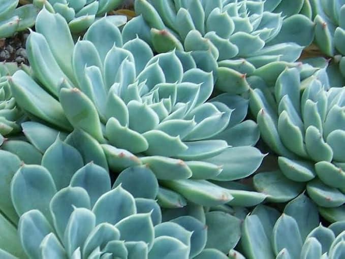 Lakshmi Kamal Vastu Plant