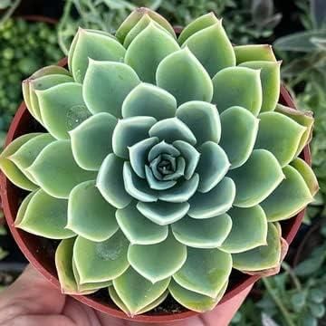 Lakshmi Kamal Vastu Plant